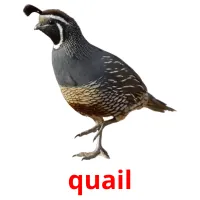 quail picture flashcards