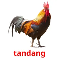 tandang picture flashcards