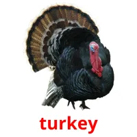 turkey picture flashcards