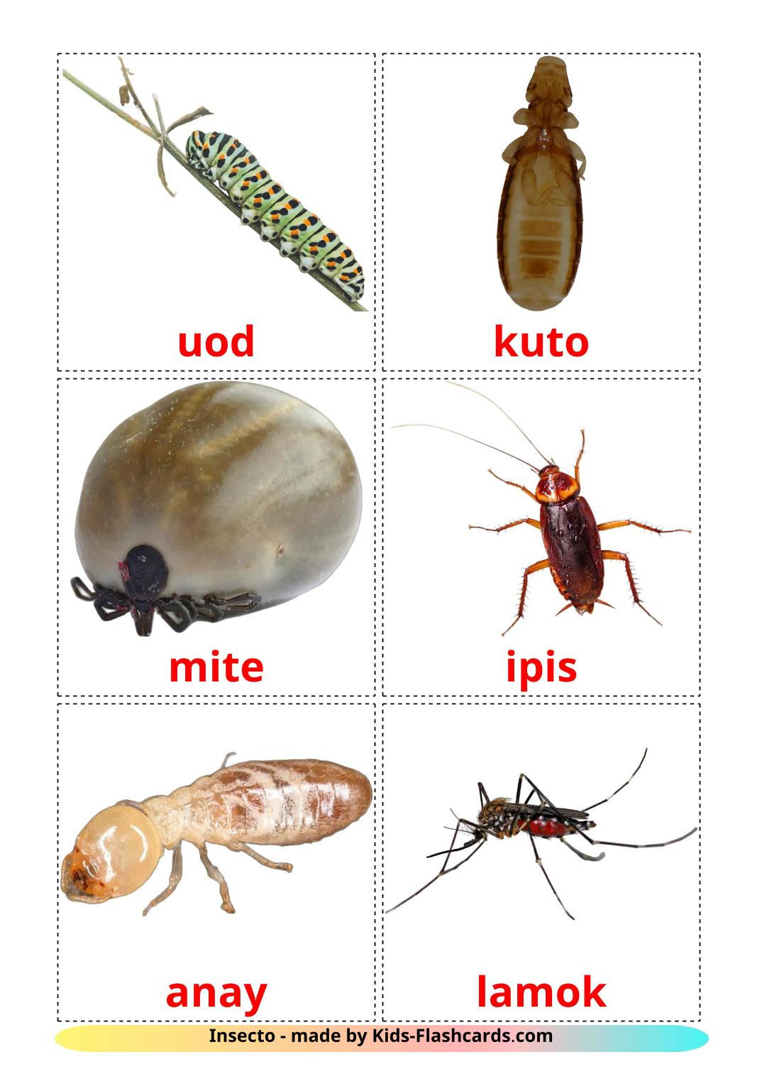 Insects - 23 Free Printable filipino Flashcards 