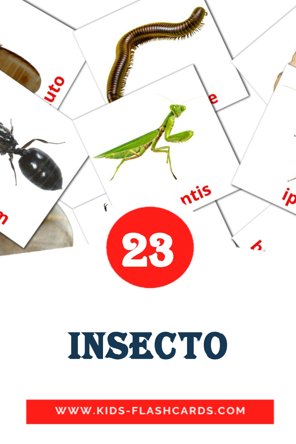 23 Insecto Picture Cards for Kindergarden in filipino