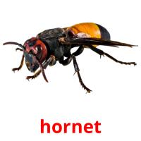hornet picture flashcards