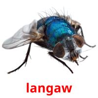 langaw picture flashcards
