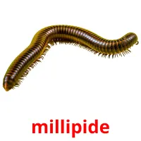 millipide Bildkarteikarten