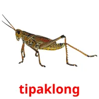 tipaklong Bildkarteikarten