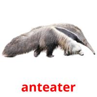anteater picture flashcards