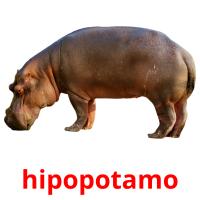 hipopotamo picture flashcards