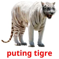 puting tigre cartões com imagens