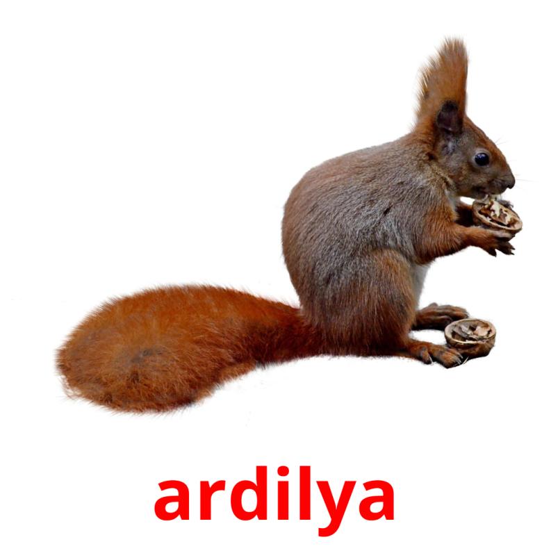 ardilya picture flashcards