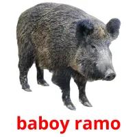 baboy ramo cartões com imagens