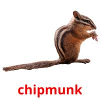 chipmunk picture flashcards