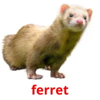 ferret cartões com imagens