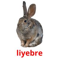 liyebre picture flashcards
