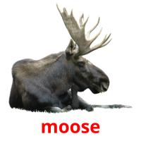 moose flashcards illustrate