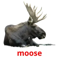 moose cartões com imagens