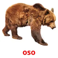 oso cartões com imagens