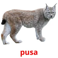 pusa cartões com imagens