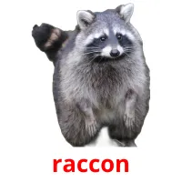 raccon cartões com imagens