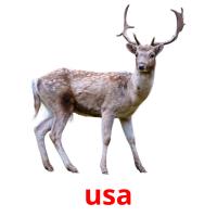 usa picture flashcards