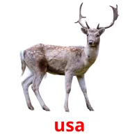 usa cartões com imagens