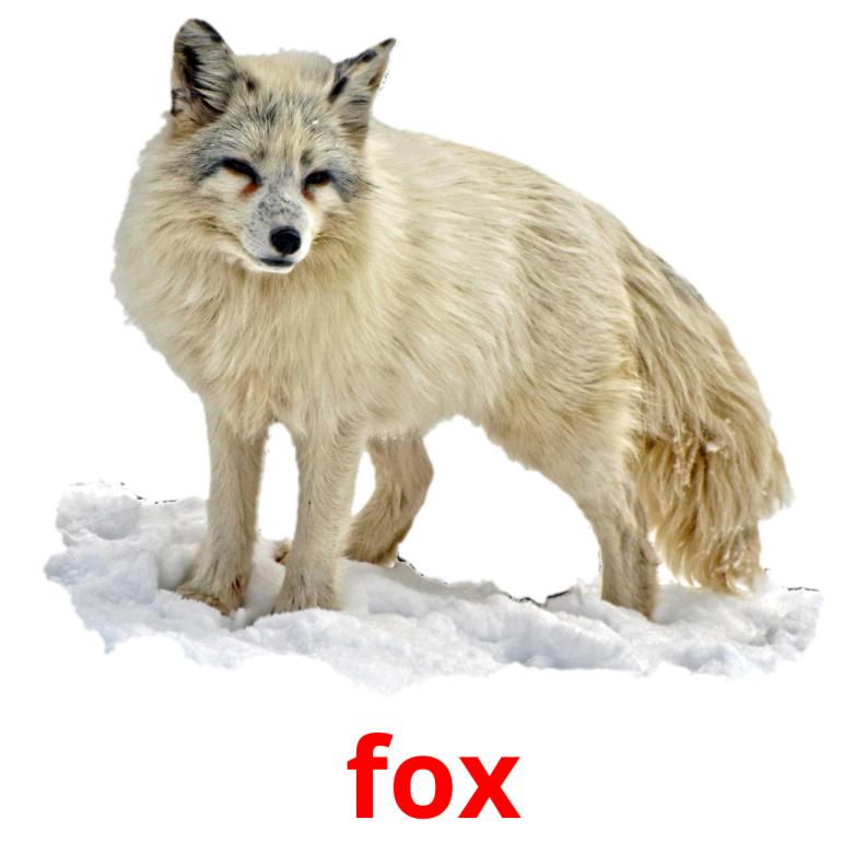 fox picture flashcards