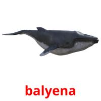 balyena flashcards illustrate