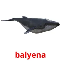 balyena cartões com imagens