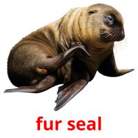 fur seal picture flashcards