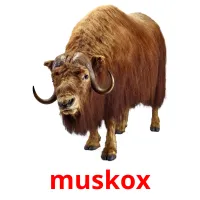 muskox cartões com imagens