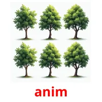 anim picture flashcards