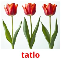 tatlo picture flashcards