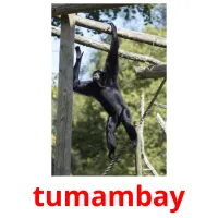 tumambay picture flashcards