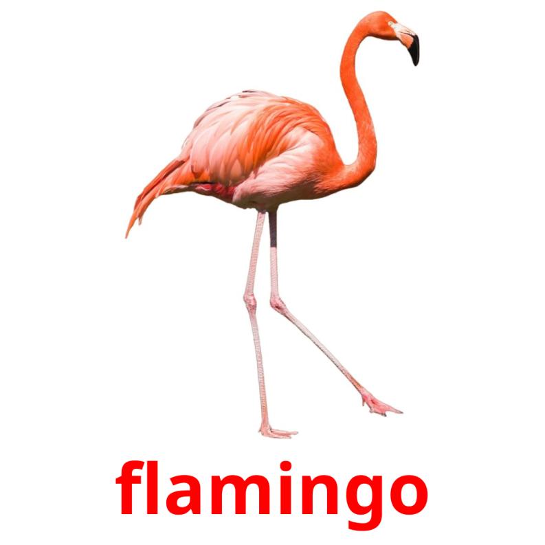 flamingo picture flashcards