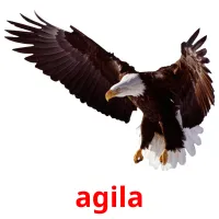 agila cartões com imagens