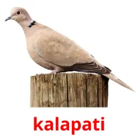 kalapati cartões com imagens