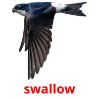 swallow picture flashcards