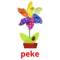peke picture flashcards