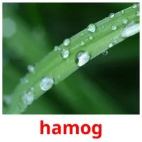 hamog карточки энциклопедических знаний