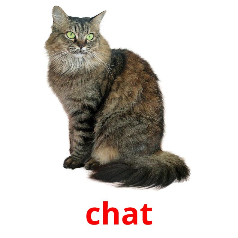 chat picture flashcards