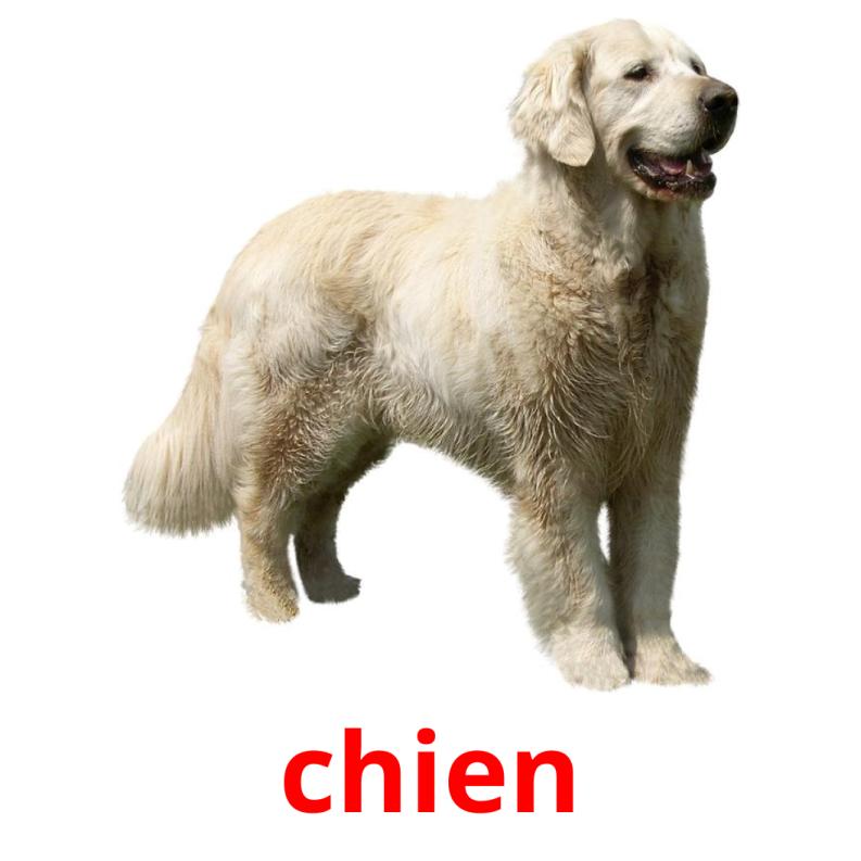 chien picture flashcards