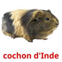 cochon d'Inde picture flashcards