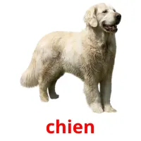 chien Tarjetas didacticas