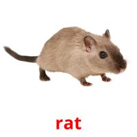 rat picture flashcards