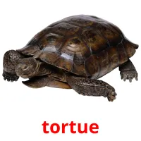 tortue Tarjetas didacticas