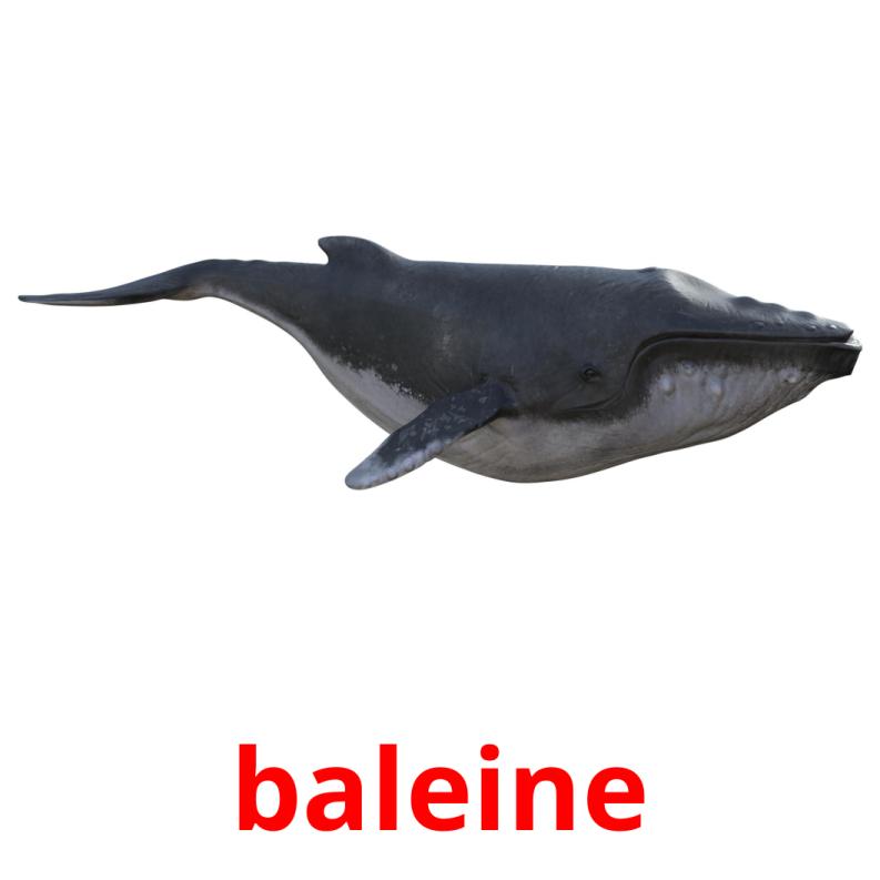 baleine picture flashcards