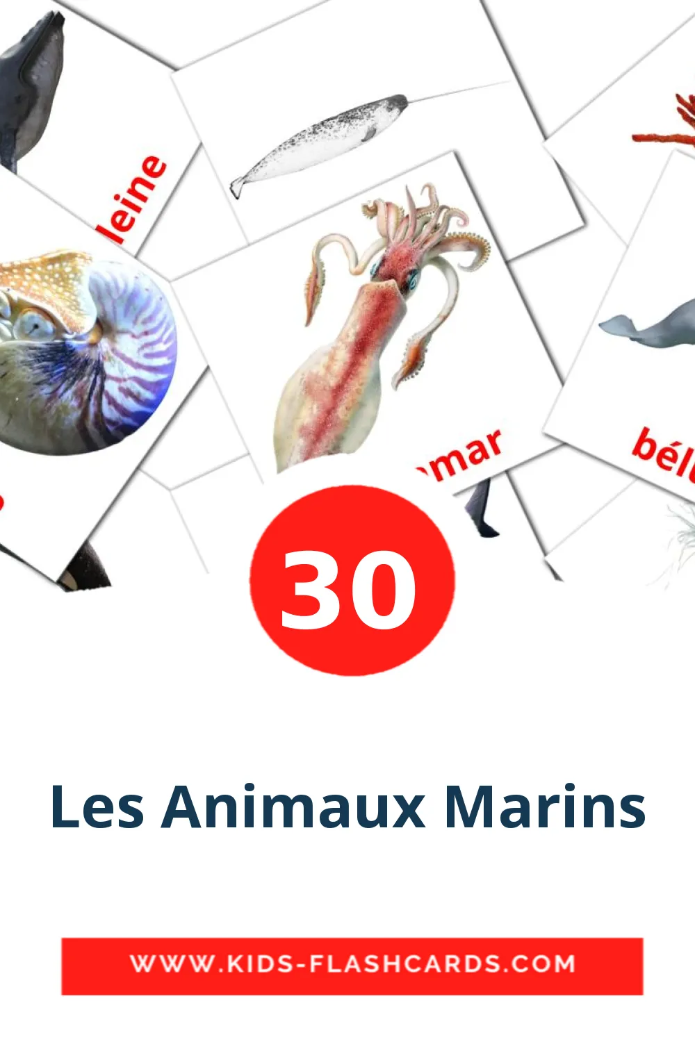 30 Les Animaux Marins Picture Cards for Kindergarden in french