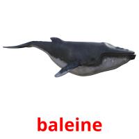 baleine Tarjetas didacticas