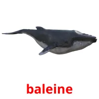 baleine Tarjetas didacticas