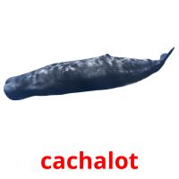 cachalot picture flashcards