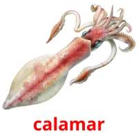 calamar Tarjetas didacticas